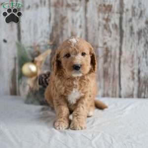 Gregory, Mini Goldendoodle Puppy